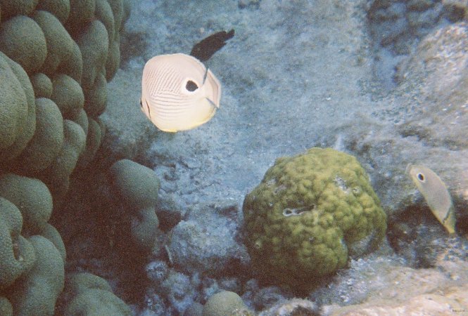 69- Deux poissons papillon 